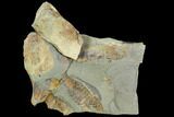 Multiple Soft-Bodied Fossil Aglaspids (Tremaglaspis) - Morocco #105442-2